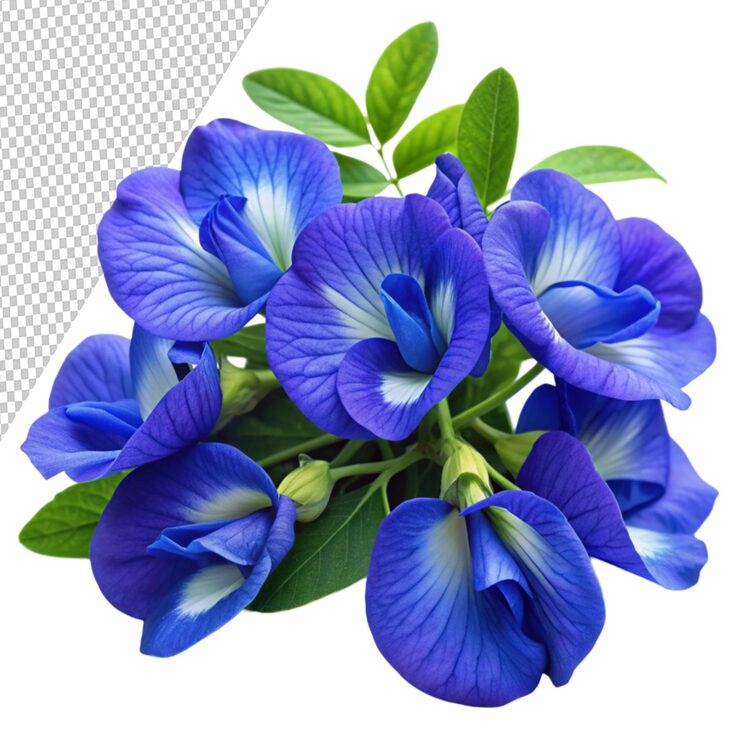 bluepea